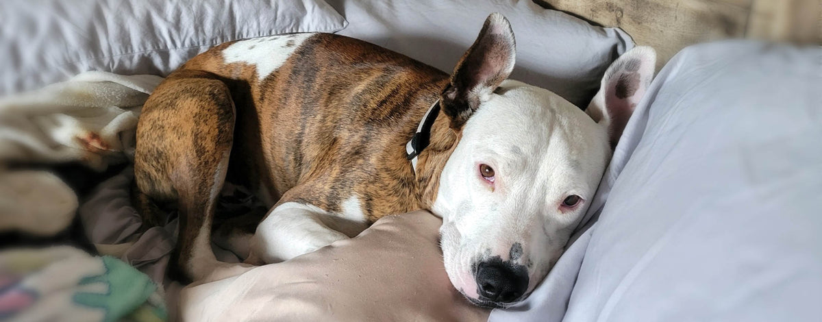 dog on the bed